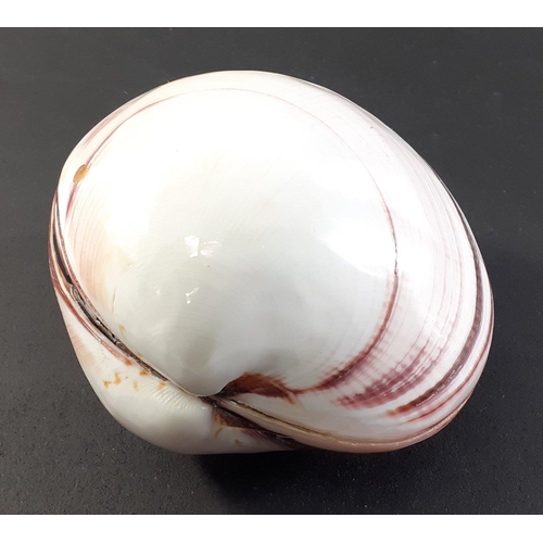 187 - Tight as a clam - a shiny closed shell 10cm approx.#233