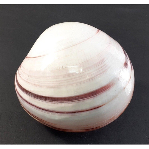 187 - Tight as a clam - a shiny closed shell 10cm approx.#233