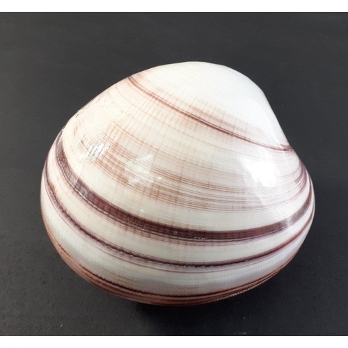 187 - Tight as a clam - a shiny closed shell 10cm approx.#233