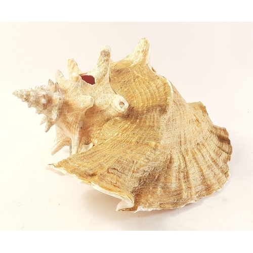 188 - An impressive conch shell 26cm long approx.  Some slight damage.#234