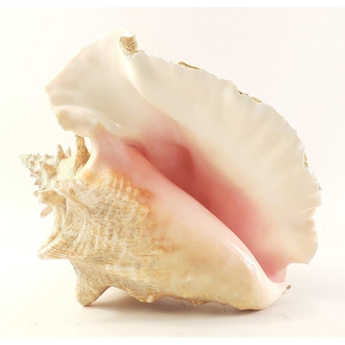 188 - An impressive conch shell 26cm long approx.  Some slight damage.#234