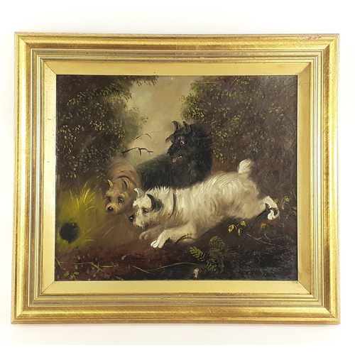 166 - A Victorian oil on board study of terriers chasing rabbits in the manner of Edward Armfield. In newe... 