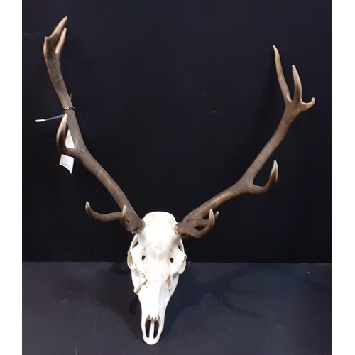 227 - Deer skull with 10 point antlers.  Nicely mounted, displays well. Minor damage to snout noted.#62... 