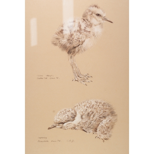 277 - C.D.J. (Modern) 
BLACK AND WHITE CHALK DRAWING ON BUFF PAPER
Studies of Curlew and Lapwing chicks
in... 