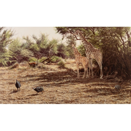 218 - ALAN HUNT
A SUITE OF TWELVE MOUNTED BUT UNFRAMED ARTIST SIGNED LIMITED EDITION COLOUR WILD-LIFE PRIT... 