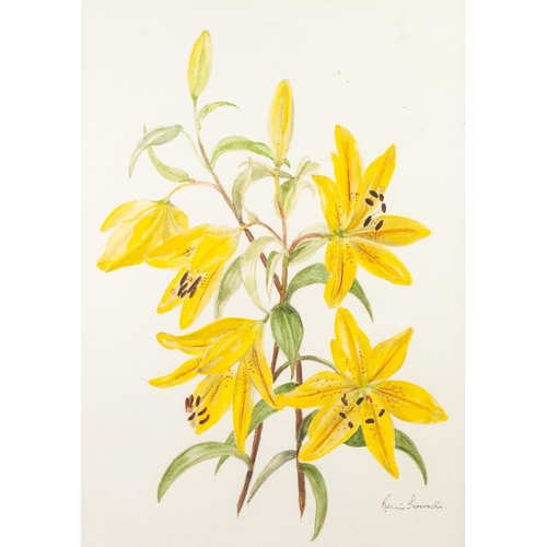 384 - Rennie Horrocks 
Watercolour drawing 
Yellow flowers 
Signed 
13 ½” x 9 ½” (33cm x 24.1cm)
Joan Chut... 