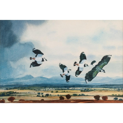 125 - NOEL McREADY (TWENTIETH/ TWENTY FIRST CENTURY)  
WATERCOLOUR  
‘Lapwings’  
Signed and tilted verso ... 