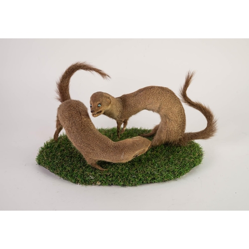 124 - TAXIDERMY- TWO FIGHTING MONGOOSES, on faux grass oval base, 13” x 7 ½” (33cm x 19cm)