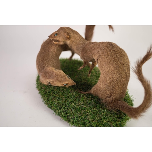 124 - TAXIDERMY- TWO FIGHTING MONGOOSES, on faux grass oval base, 13” x 7 ½” (33cm x 19cm)