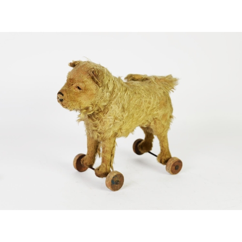 169 - EARLY 20th CENTURY CHILD'S GOLDEN PLUSH COVERED PULL-ALONG TOY DOG, with glass eyes, shaven snout an... 