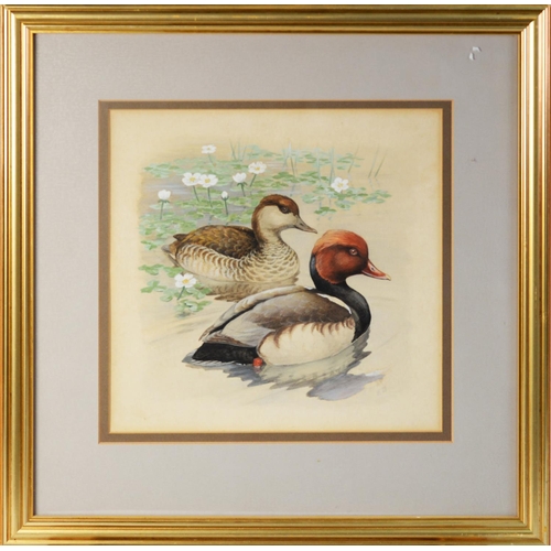 10 - INITIALLED E.B, (TWENTIETH CENTURY)SET OF FOUR WATERCOLOURS Studies of pairs of ducks Initialled 9 ½... 