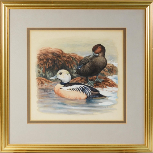 10 - INITIALLED E.B, (TWENTIETH CENTURY)SET OF FOUR WATERCOLOURS Studies of pairs of ducks Initialled 9 ½... 