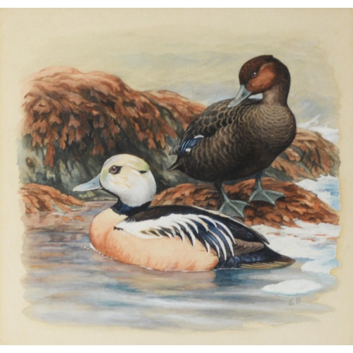 10 - INITIALLED E.B, (TWENTIETH CENTURY)SET OF FOUR WATERCOLOURS Studies of pairs of ducks Initialled 9 ½... 