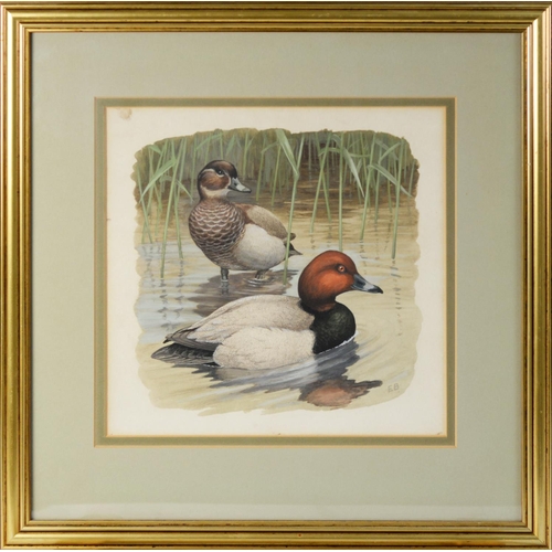 10 - INITIALLED E.B, (TWENTIETH CENTURY)SET OF FOUR WATERCOLOURS Studies of pairs of ducks Initialled 9 ½... 