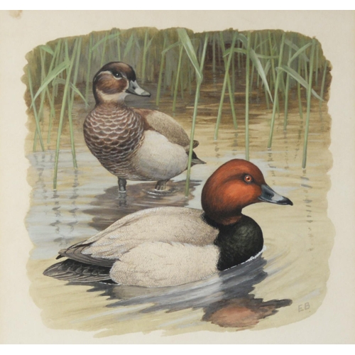 10 - INITIALLED E.B, (TWENTIETH CENTURY)SET OF FOUR WATERCOLOURS Studies of pairs of ducks Initialled 9 ½... 