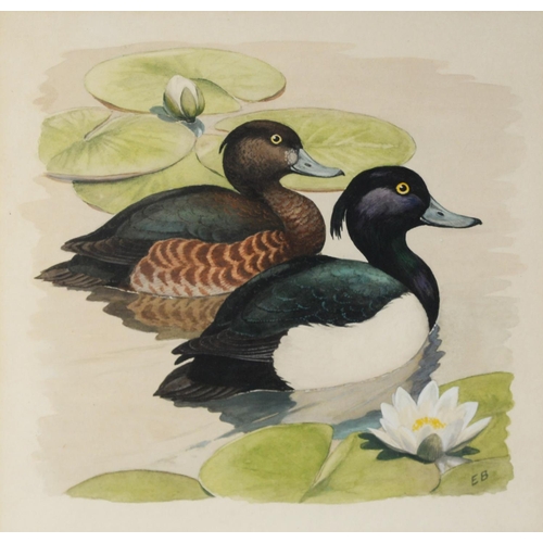 10 - INITIALLED E.B, (TWENTIETH CENTURY)SET OF FOUR WATERCOLOURS Studies of pairs of ducks Initialled 9 ½... 