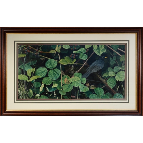 108 - DAVID MILLER (b.1966) WATERCOLOUR DRAWING Blackbird perched amongst brambles Signed and dated (19)98... 