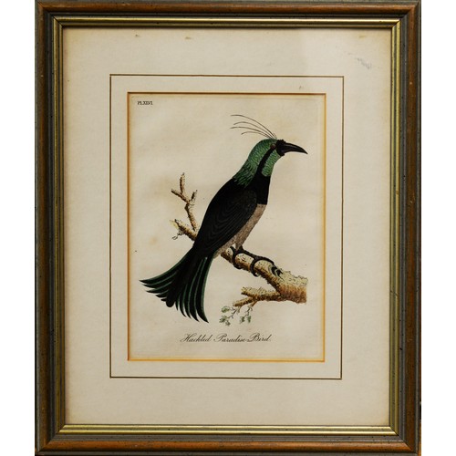 274 - FOUR HAND-COLOURED 19th CENTURY COPPERPLATE ENGRAVED ORNITHOLOGICAL BOOKPLATE ILLUSTRATIONS of exoti... 