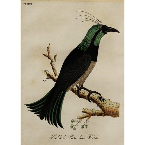 274 - FOUR HAND-COLOURED 19th CENTURY COPPERPLATE ENGRAVED ORNITHOLOGICAL BOOKPLATE ILLUSTRATIONS of exoti... 