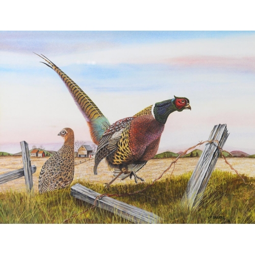 147 - VICTOR SHARPE (TWENTIETH/ TWENTY FIRST CENTURY)WATERCOLOUR DRAWING ‘Let’s Go- Ringnecked Pheasants’ ... 