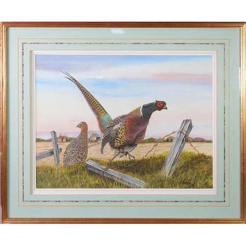 147 - VICTOR SHARPE (TWENTIETH/ TWENTY FIRST CENTURY)WATERCOLOUR DRAWING ‘Let’s Go- Ringnecked Pheasants’ ... 