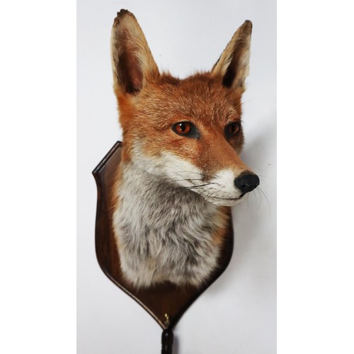 87 - TAXIDERMY: 20TH CENTURY SHIELD MOUNTED FOX MASK AND BRUSH, marked verso for David Hornbrook of DH Ta... 