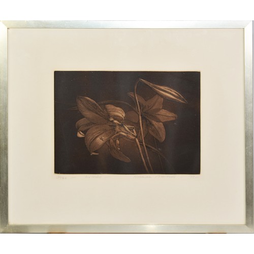 159 - NORMAN STEVENS (BR., 1937-1988)Lillies {sic} Limited edition mezzotint, numbered 131/150 lower left,... 