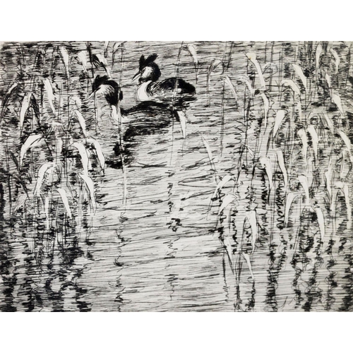 67 - EMIL POTTNER (1872-1942) ARTIST SIGNED ETCHING Great Crested Grebes 8 ¼” x 10 ½” (20.9cm x 26.6cm)... 