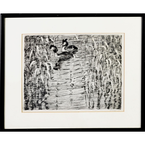 67 - EMIL POTTNER (1872-1942) ARTIST SIGNED ETCHING Great Crested Grebes 8 ¼” x 10 ½” (20.9cm x 26.6cm)... 