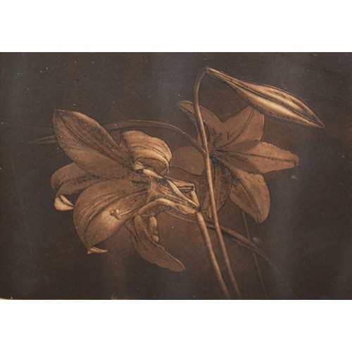 140 - NORMAN STEVENS (BR., 1937-1988)Lillies {sic} Limited edition mezzotint, numbered 131/150 lower left,... 