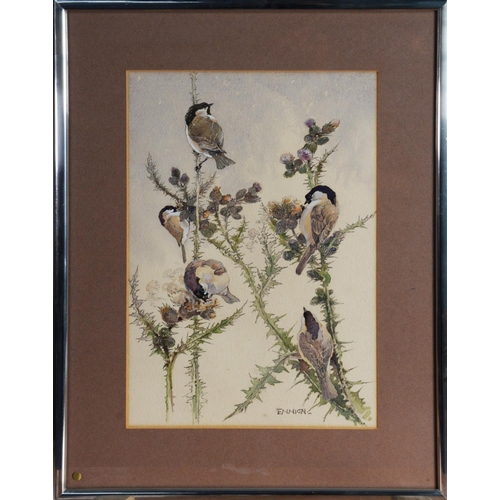 20 - ERIC ENNION (1900 – 1981) WATERCOLOUR Five marsh and willow tits perched feeding on thistles Signed ... 