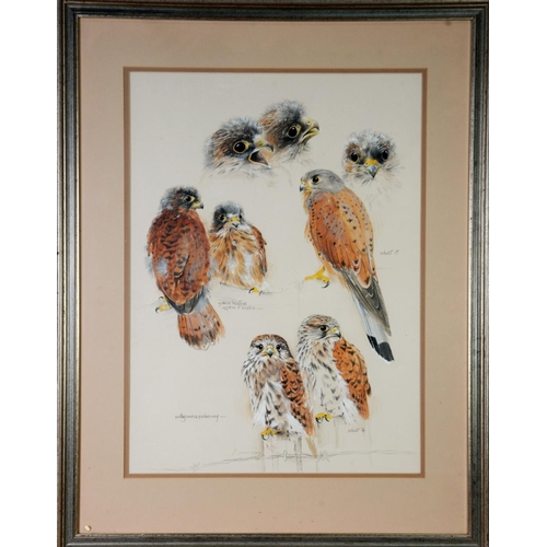 21 - POLLYANNA PICKERING (1942 – 2018) PENCIL AND WATERCOLOURS SKETCHESKestrels at various stages of life... 