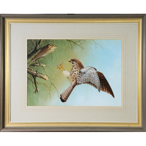22 - RALPH WATERHOUSE (b.1943) GOUACHE Kestrel depicted about to land on a tree stump Signed lower right ... 