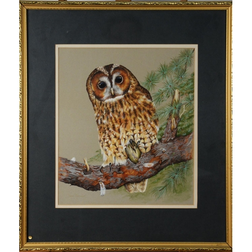 24 - JANE BREWER (TWENTIETH/ TWENTY FIRST CENTURY)GOUACHE Tawny owl perched on the branch of a fir tree S... 