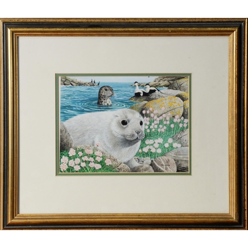 29 - CHRIS SHIELDS (TWENTIETH/ TWENTY FIRST CENTURY)GOUACHE Baby seal in foreground, seal and eider duck ... 