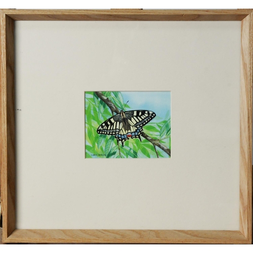 33 - CHRIS SHIELDS (TWENTIETH/ TWENTY FIRST CENTURY)GOUACHE Butterfly landed on a branch Signed lower lef... 