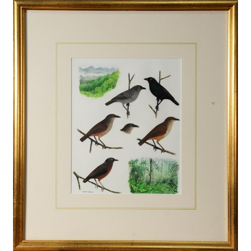 35 - CHRIS SHIELDS (TWENTIETH/ TWENTY FIRST CENTURY)WATERCOLOUR Sketch of six garden birds with two sketc... 