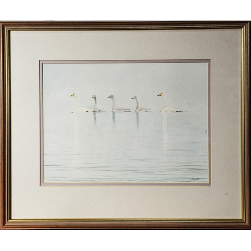 36 - W NIELD (TWENTIETH/ TWENTY FIRST CENTURY)WATERCOLOUR Five Swans Signed lower right 10 ¼” x 14” (26cm... 