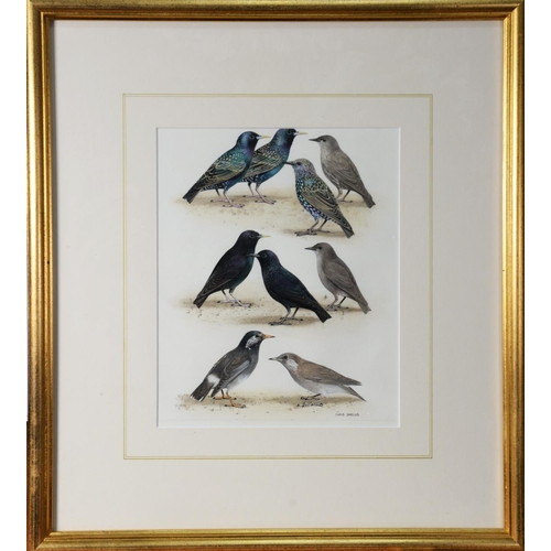 38 - CHRIS SHIELDS (TWENTIETH/ TWENTY FIRST CENTURY)WATERCOLOURStudies of nine garden birds Signed lower ... 