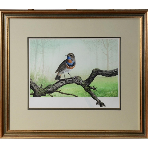 42 - CHRIS SHIELDS (TWENTIETH/ TWENTY FIRST CENTURY)PAIR OF GOUACHE AND WATERCOLOURS Each a bird perched ... 