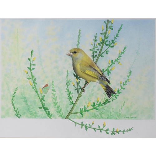 42 - CHRIS SHIELDS (TWENTIETH/ TWENTY FIRST CENTURY)PAIR OF GOUACHE AND WATERCOLOURS Each a bird perched ... 