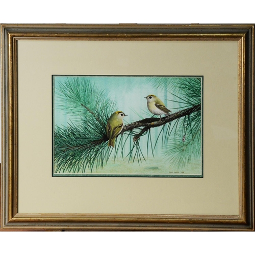 45 - CHRIS SHIELDS (TWENTIETH/ TWENTY FIRST CENTURY)GOUACHE Two small birds on a fir tree branch Signed a... 