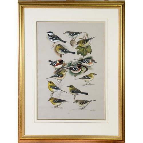 46 - DAVID QUINN (TWENTIETH/ TWENTY FIRST CENTURY)GOUACHE Studies of thirteen small garden birds Signed l... 