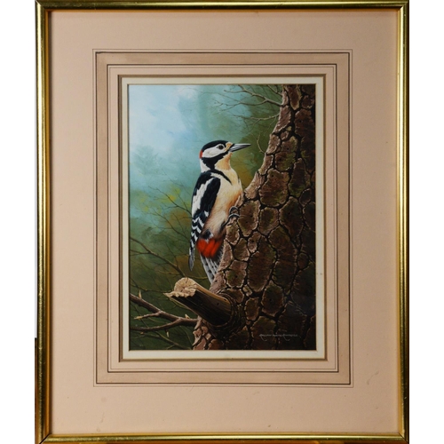 48 - RALPH WATERHOUSE (b.1943)GOUACHE Great or spotted woodpecker on a tree trunk Signed lower right 13 ½... 