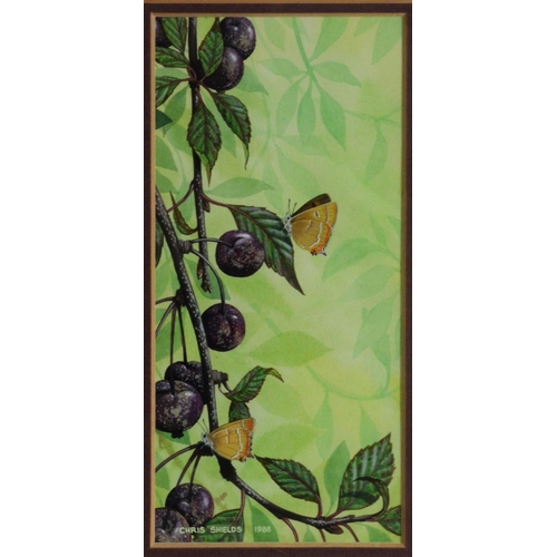 61 - CHRIS SHIELDS (TWENTIETH/ TWENTY FIRST CENTURY)<br />WATERCOLOUR <br />Butterflies on a fruiting plu...