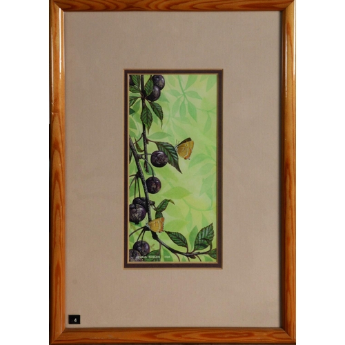 61 - CHRIS SHIELDS (TWENTIETH/ TWENTY FIRST CENTURY)<br />WATERCOLOUR <br />Butterflies on a fruiting plu...