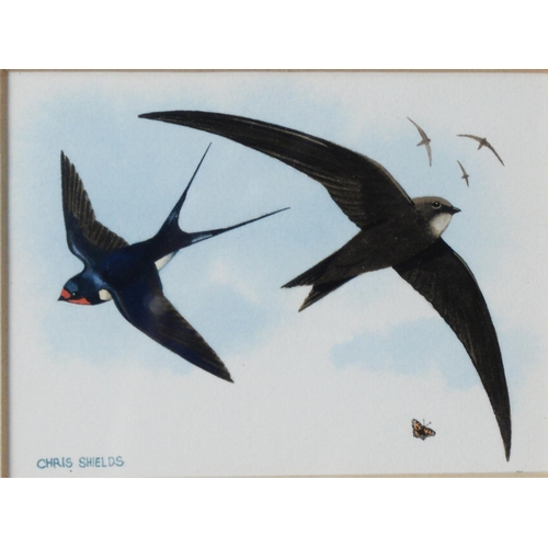 62 - CHRIS SHIELDS (TWENTIETH/ TWENTY FIRST CENTURY)<br />TWO WATERCOLOURS <br />Swallow in flight <br />...