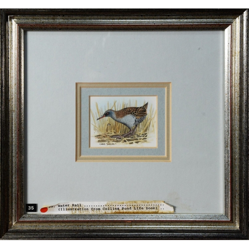 62 - CHRIS SHIELDS (TWENTIETH/ TWENTY FIRST CENTURY)<br />TWO WATERCOLOURS <br />Swallow in flight <br />...