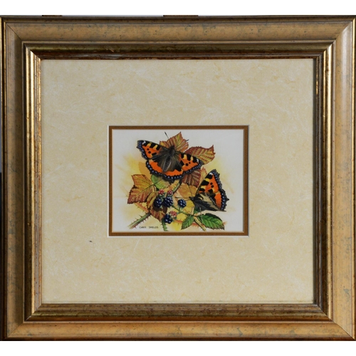 51 - CHRIS SHIELDS (TWENTIETH/ TWENTY FIRST CENTURY)PAIR OF GOUACHE DRAWINGS Butterflies on fruit Signed ... 