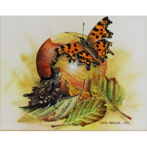 51 - CHRIS SHIELDS (TWENTIETH/ TWENTY FIRST CENTURY)PAIR OF GOUACHE DRAWINGS Butterflies on fruit Signed ... 